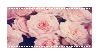 Pink Roses